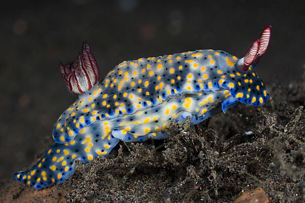 Blaue Prachtsternschnecke