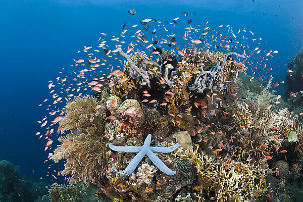 Colorful Coral Reef