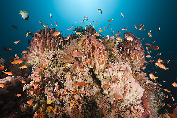 Coral Reef with Lyretail Anthias