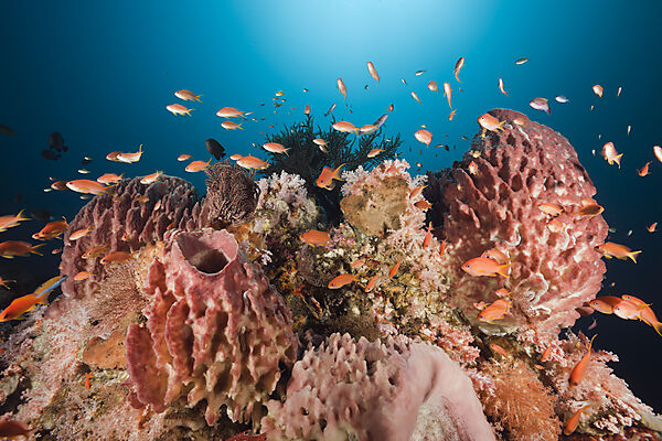 Coral Reef with Lyretail Anthias
