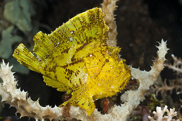 Yellow Leaf Fish