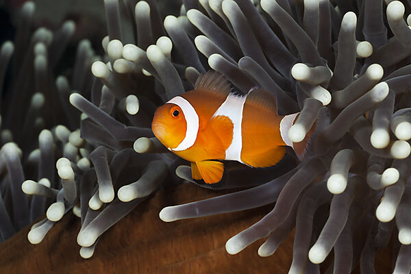 Orange-Ringel-Anemonenfisch