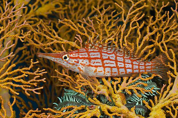 Longnose Hawkfish
