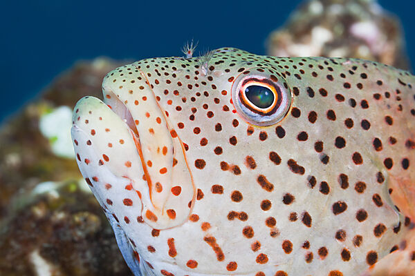 Blackside Hawkfish