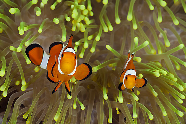 Clown Anemonenfisch