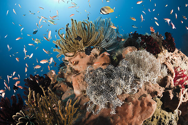 Colorful Crinoids on Reef