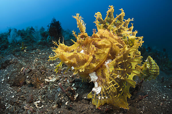 Yellow Weedy Scorpionfish