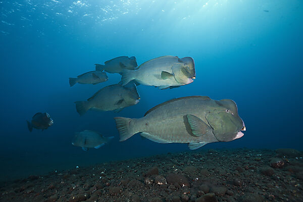 Group of Bumphead Parrotfish