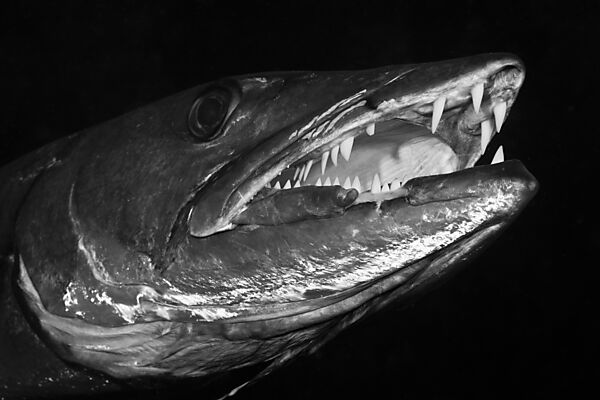 Great Barracuda