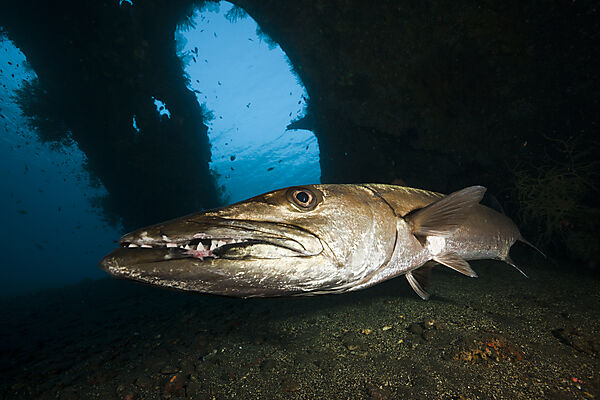 Great Barracuda at Liberty Wreck