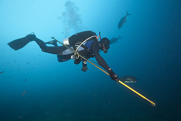 Researcher takes samples of Bull Shark Skin