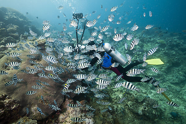 Diver taken Photos of Schooling Scissor-tail Sergeant Majors