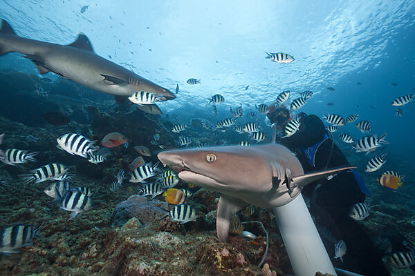 Whitetip Reef Shark at Shark Feeding