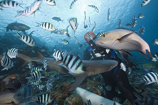 Whitetip Reef Shark at Shark Feeding