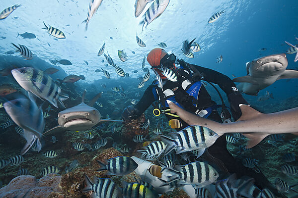 Whitetip Reef Shark at Shark Feeding