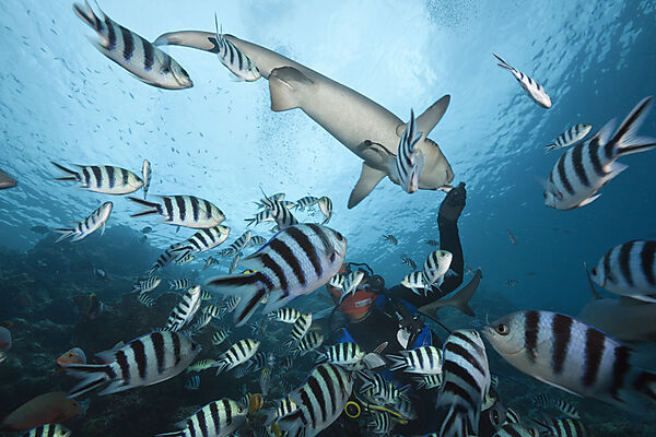 Whitetip Reef Shark at Shark Feeding