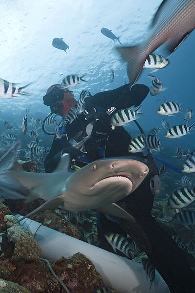 Whitetip Reef Shark at Shark Feeding
