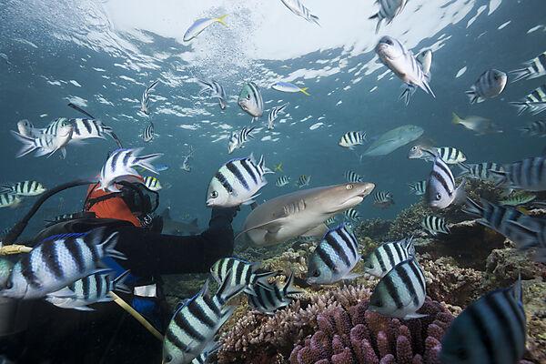 Whitetip Reef Shark at Shark Feeding