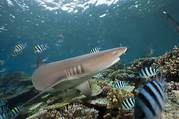 Whitetip Reef Shark