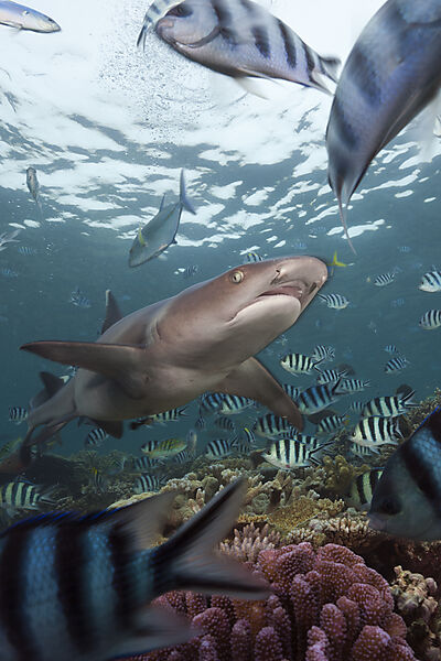 Whitetip Reef Shark