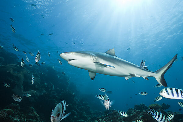 Grey Reef Shark
