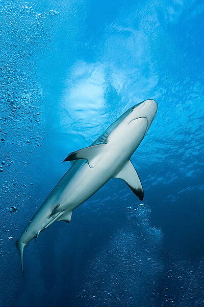 Grey Reef Shark