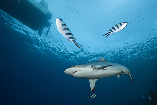 Grey Reef Shark