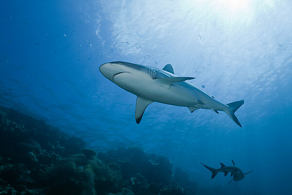 Grey Reef Shark