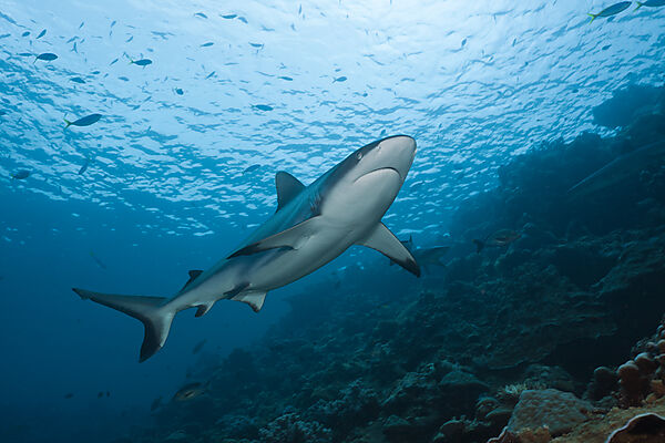 Grey Reef Shark
