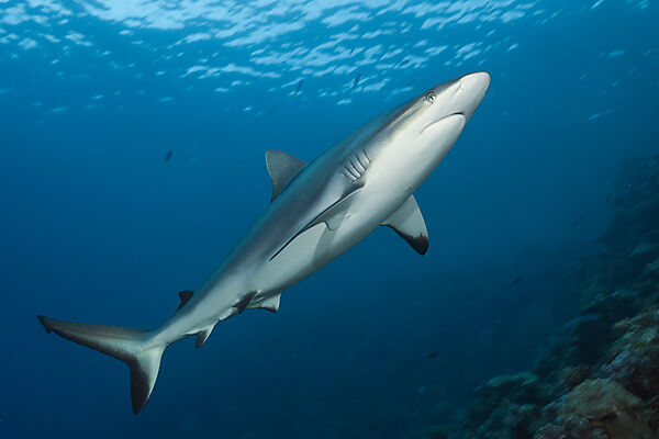 Grey Reef Shark