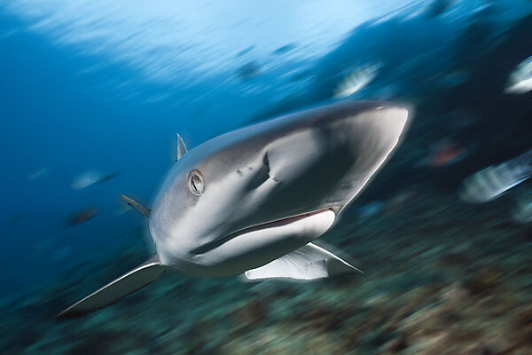 Grey Reef Shark
