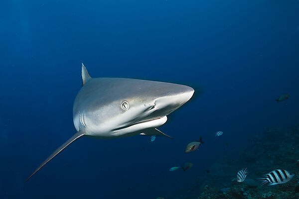Grey Reef Shark