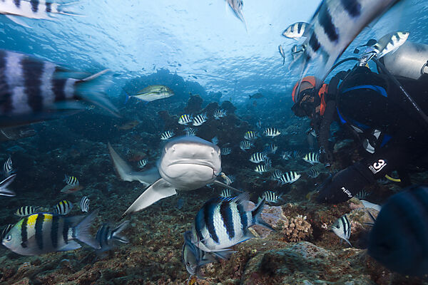 Grey Reef Shark at Shark Feeding