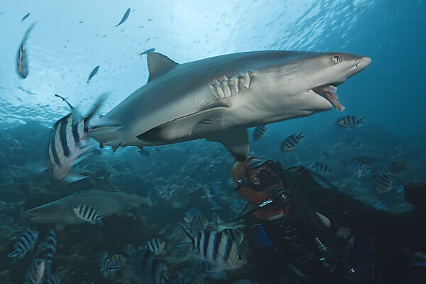 Grey Reef Shark at Shark Feeding