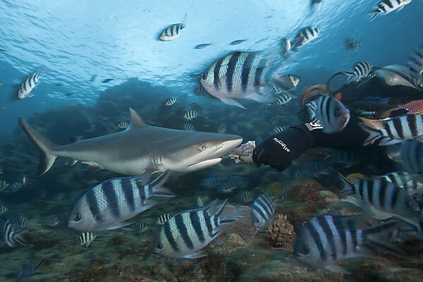 Grey Reef Shark at Shark Feeding
