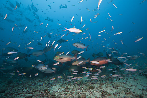 Hunting Snappers