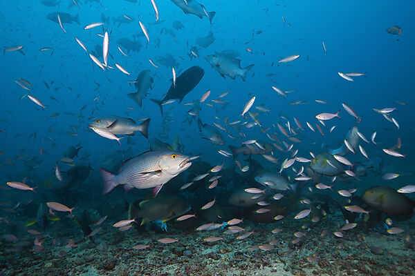 Hunting Snappers