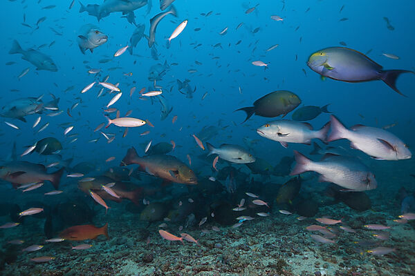 Hunting Snappers