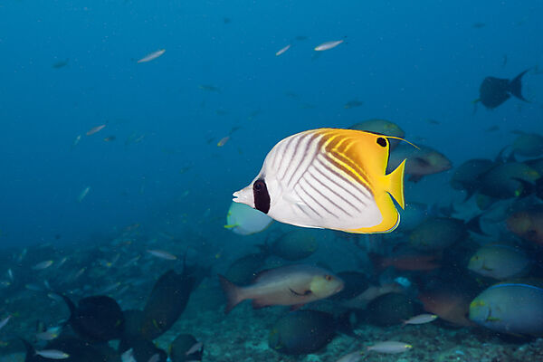 Threadfin Butterflyfish
