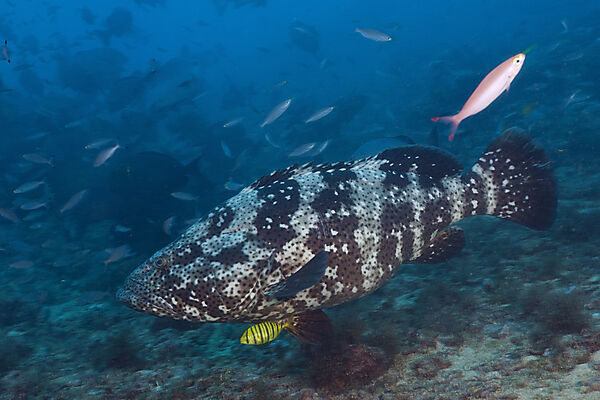 Malabar Grouper and Pilotfish