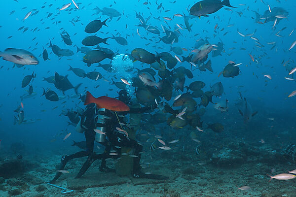 Scuba diver feeding Snappers