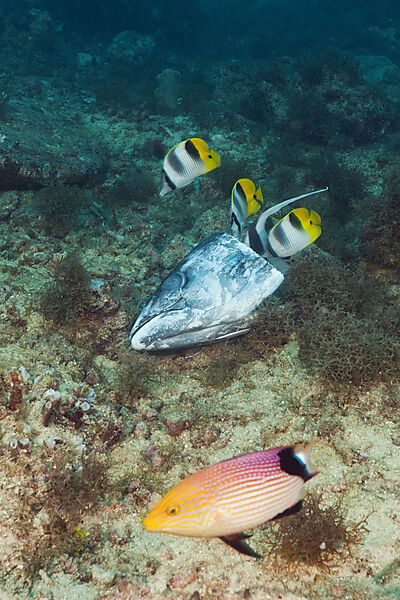 Double-saddle Butterflyfish feeding on Fishhead