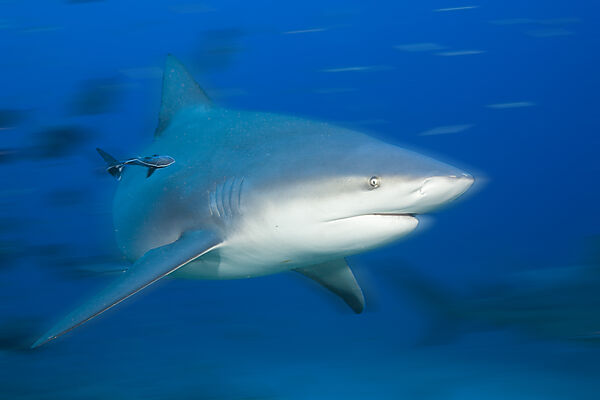 Bull Shark in Motion