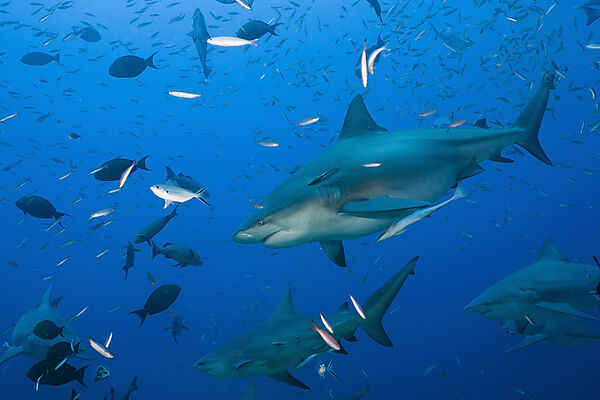 Bull Sharks