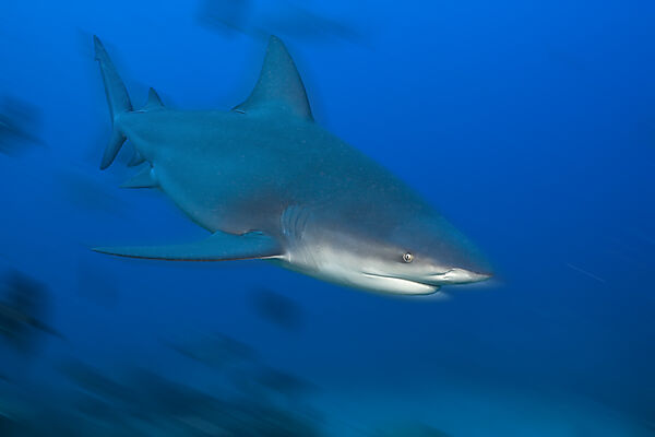Bull Shark