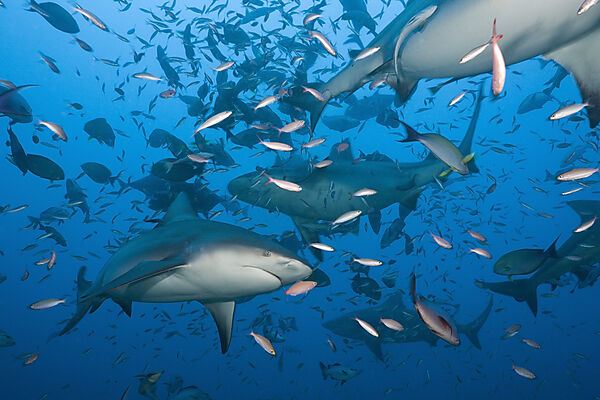 Bull Sharks