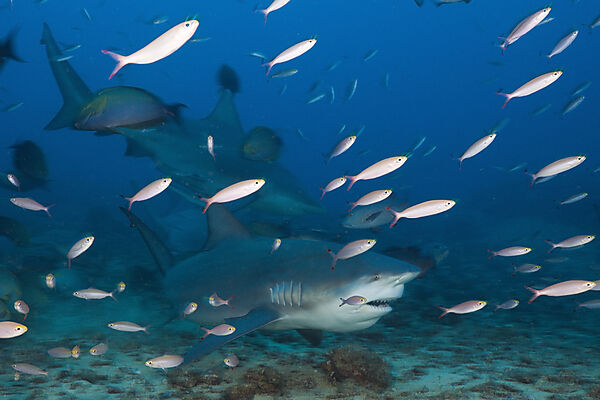 Bull Shark