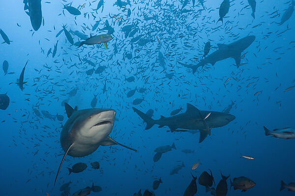 Bull Sharks