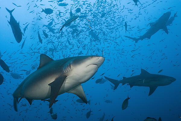 Bull Sharks