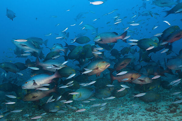 Hunting Snappers